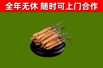 大英烟酒回收冬虫夏草.jpg